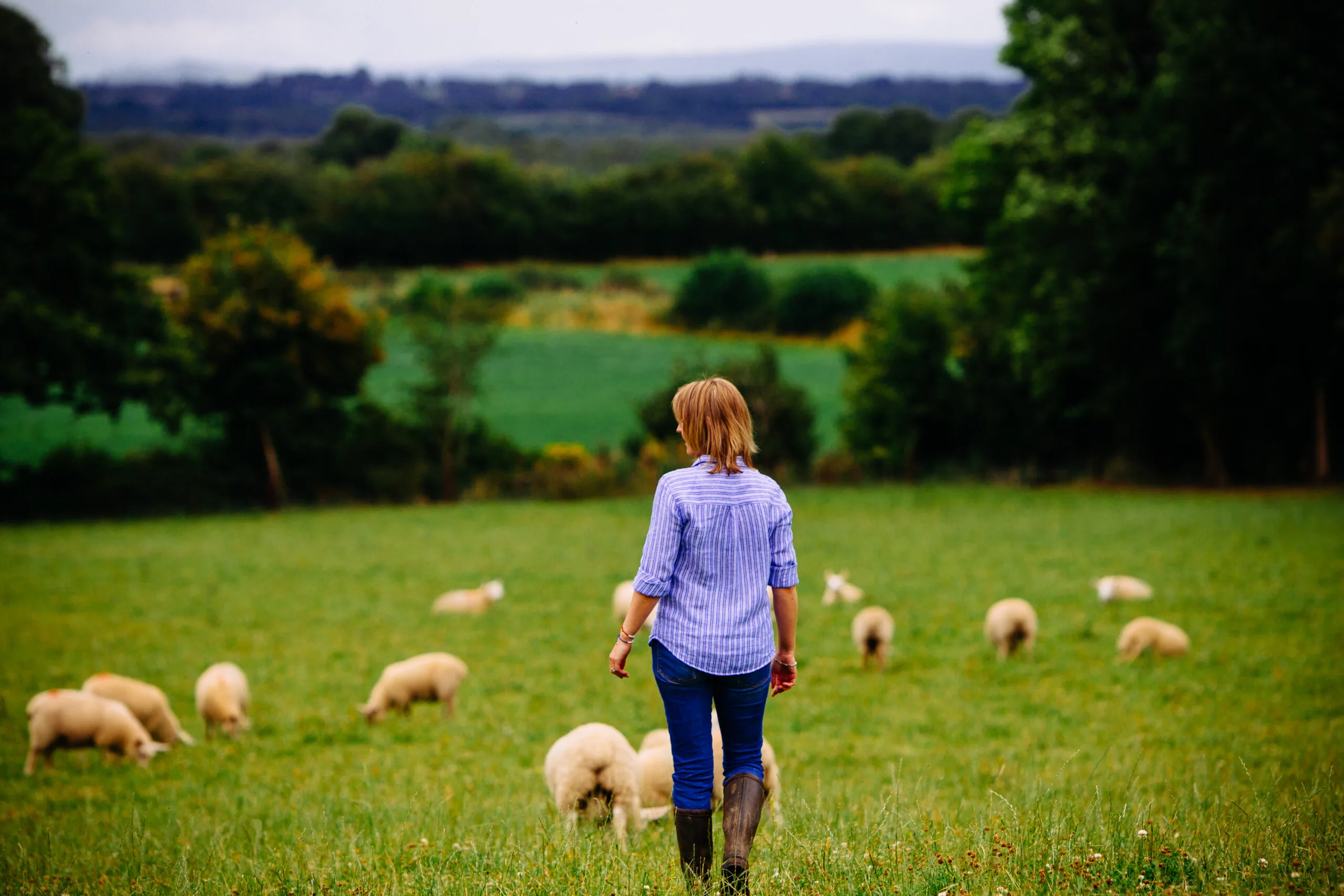 Farmer walking on green pasture with lambs in Ireland
Organic beef
