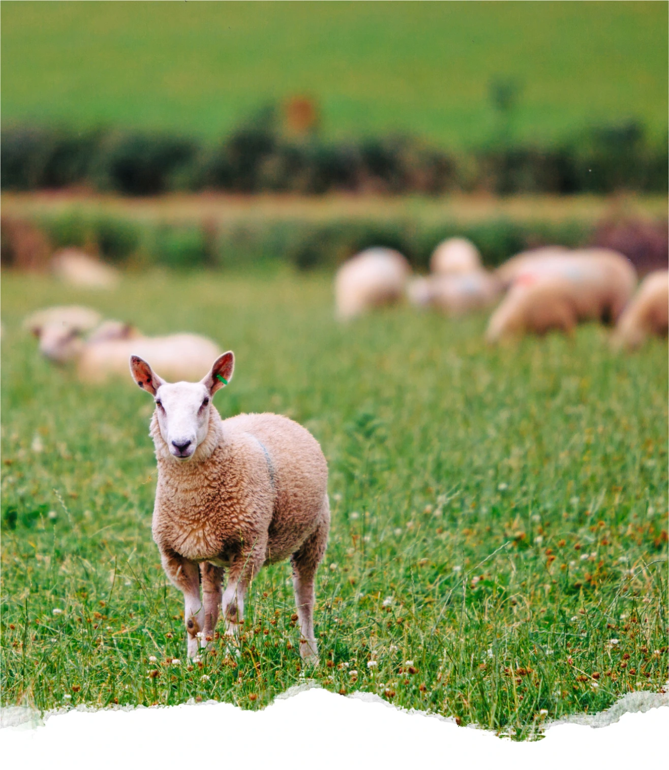 Organic lamb