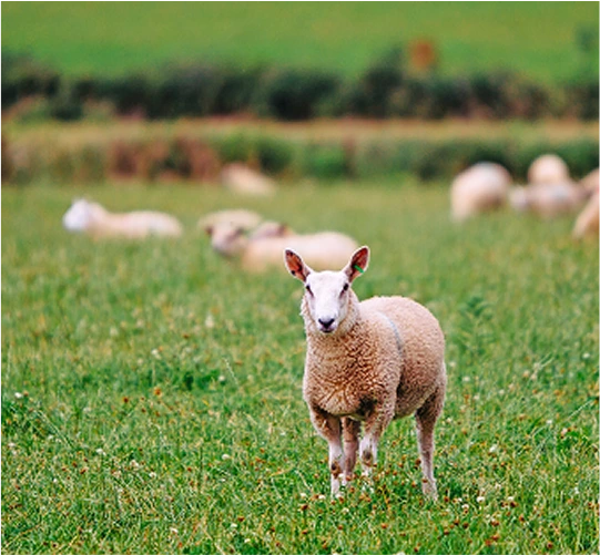 Organic lamb