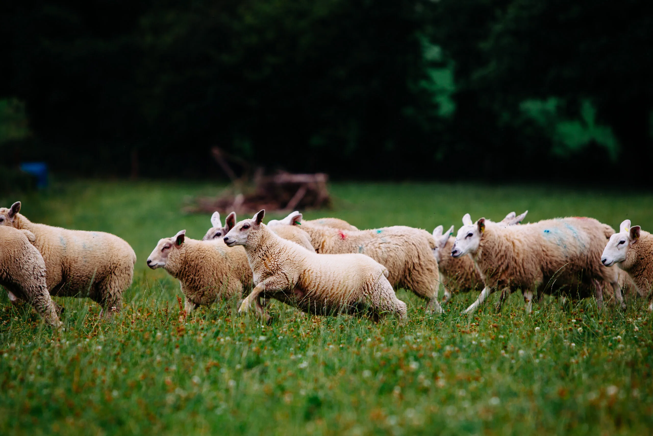 Group of lambs grazing and walking in a green field in Ireland